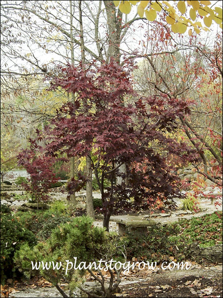 Bloodgood Japanese Maple (Acer palmatum atropurpureum)
(October)